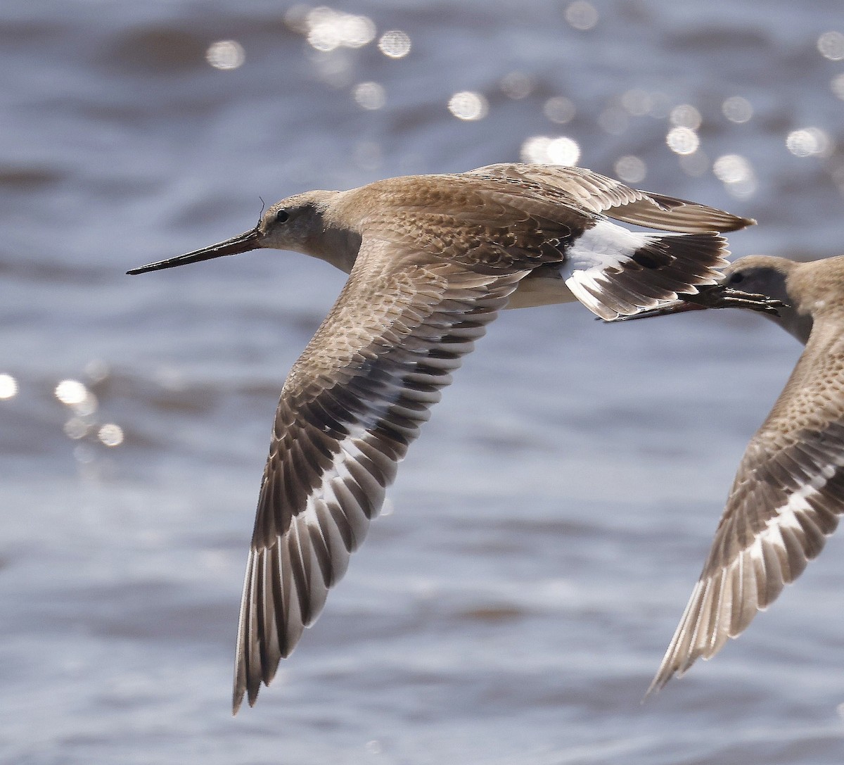 Hudsonian Godwit - Charles Fitzpatrick