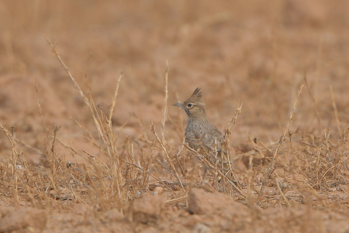 Thekla's Lark - Linus Jerabek