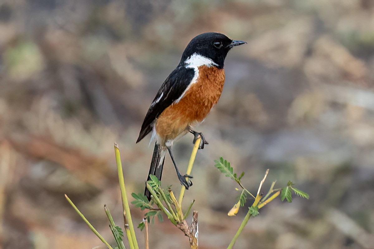 ニシノビタキ（torquatus グループ） - ML623907650