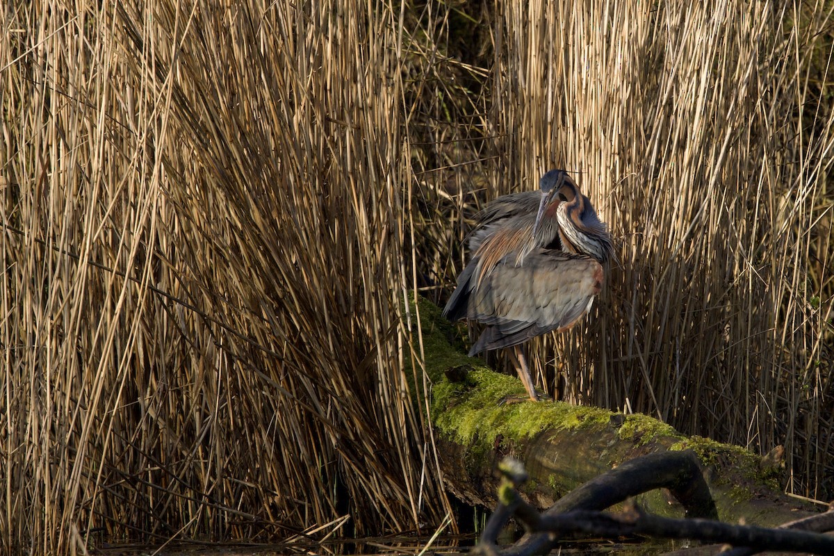 Purple Heron - ML623907652