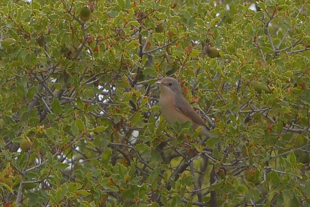 Western Subalpine Warbler - ML623907670