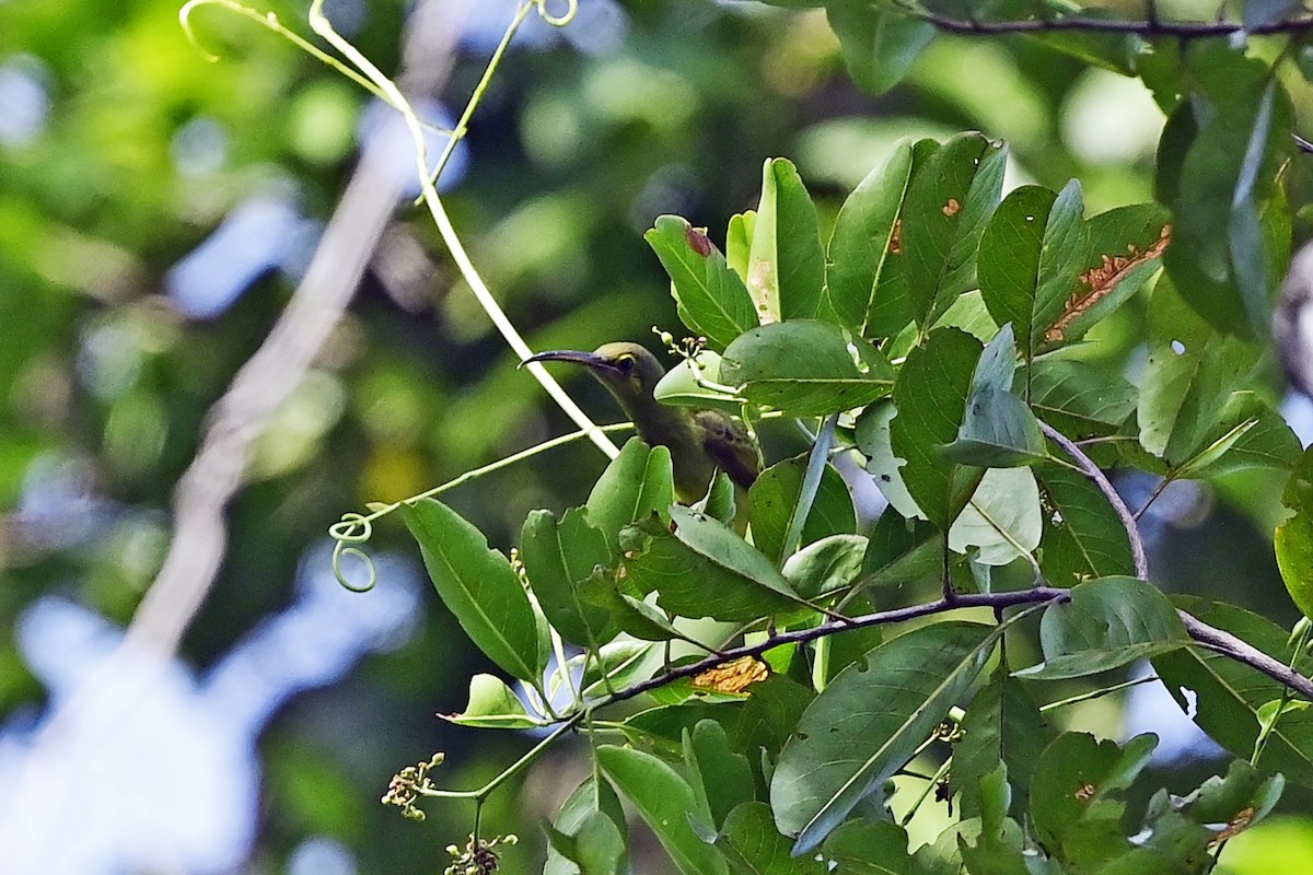 Yellow-eared Spiderhunter - ML623907679