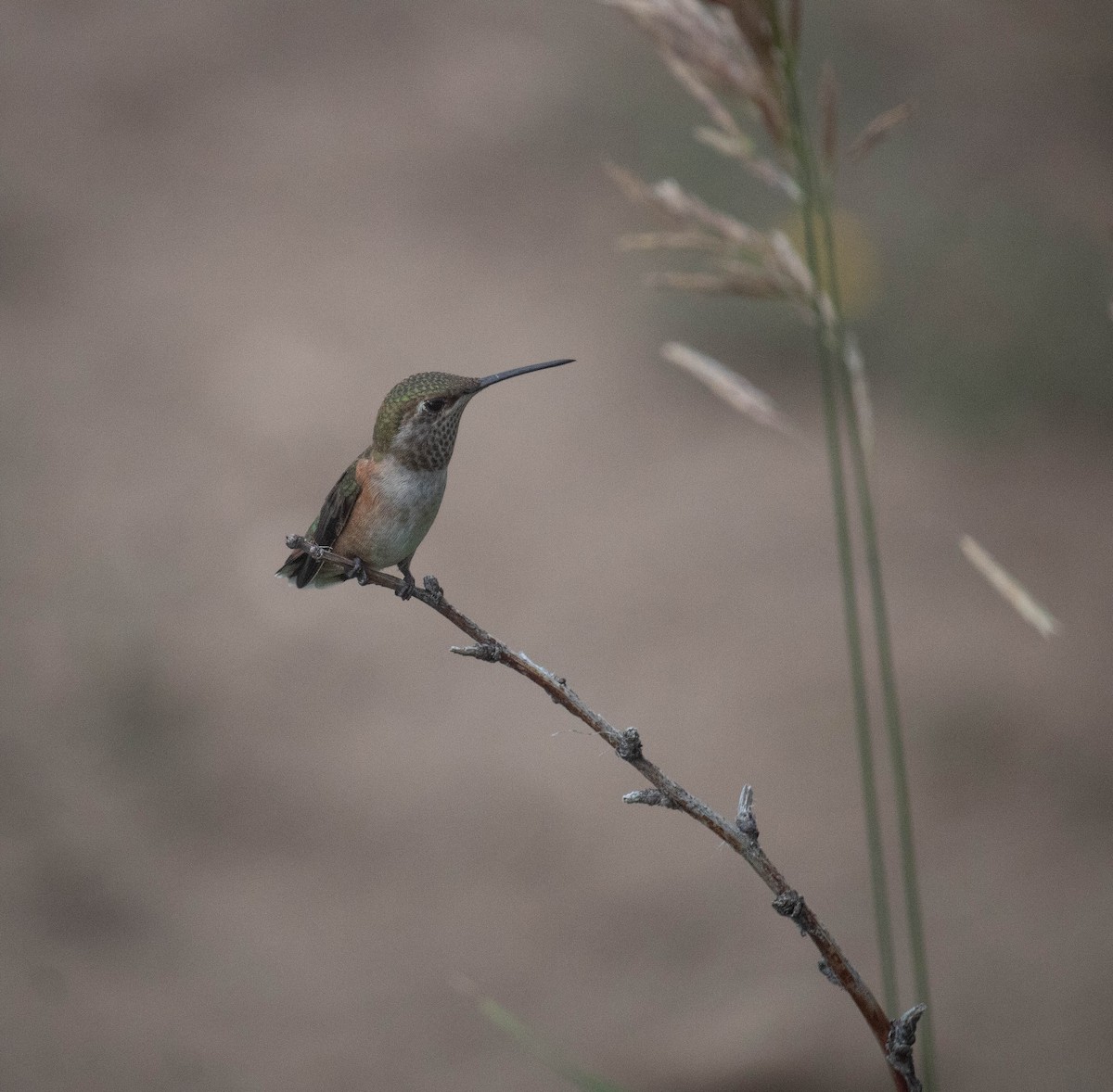 Broad-tailed Hummingbird - ML623907682