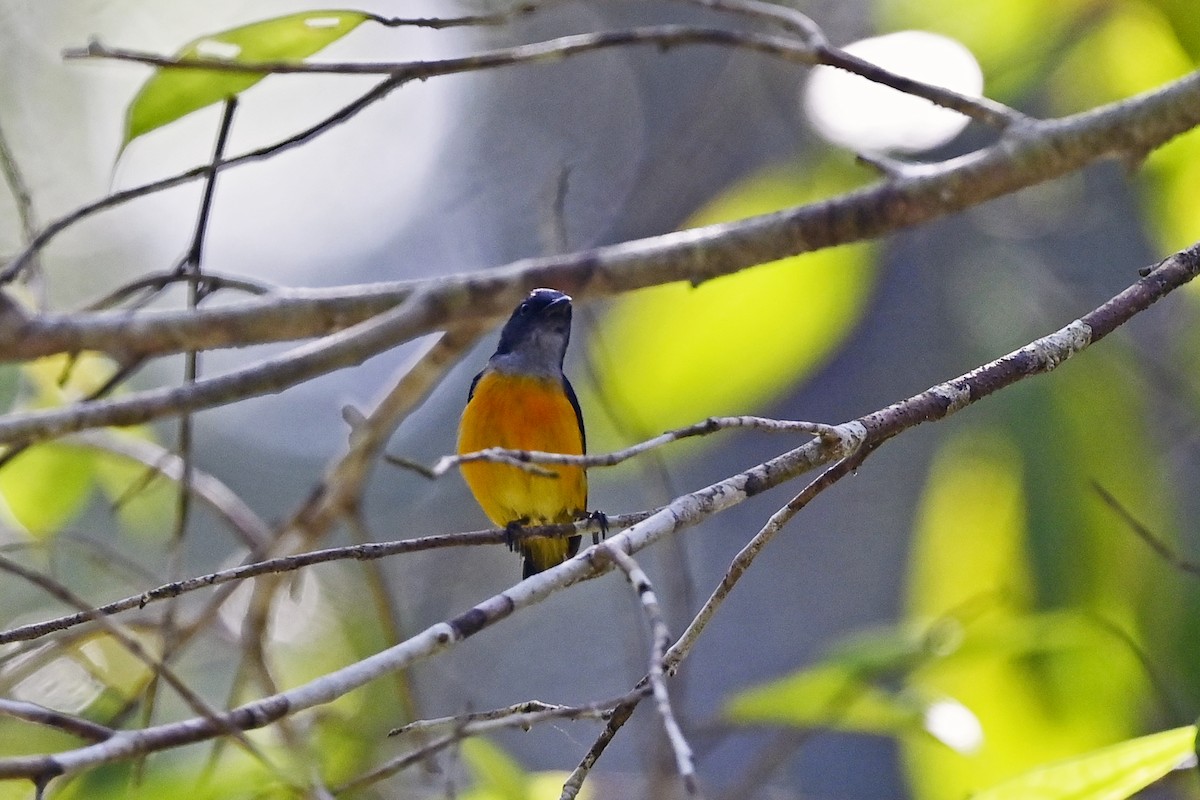 Orange-bellied Flowerpecker - Wachara  Sanguansombat