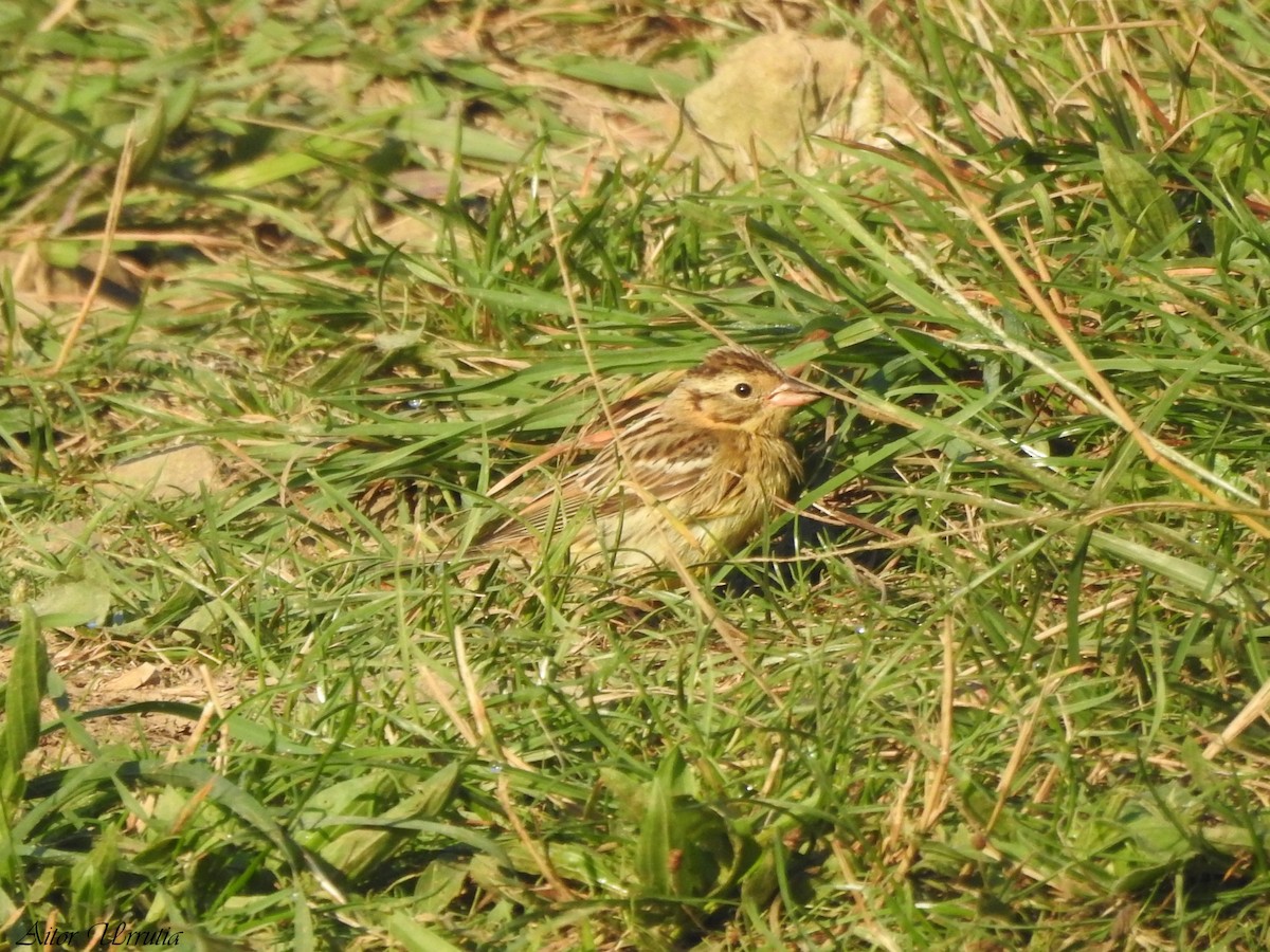 Yellow-breasted Bunting - Aitor Urrutia