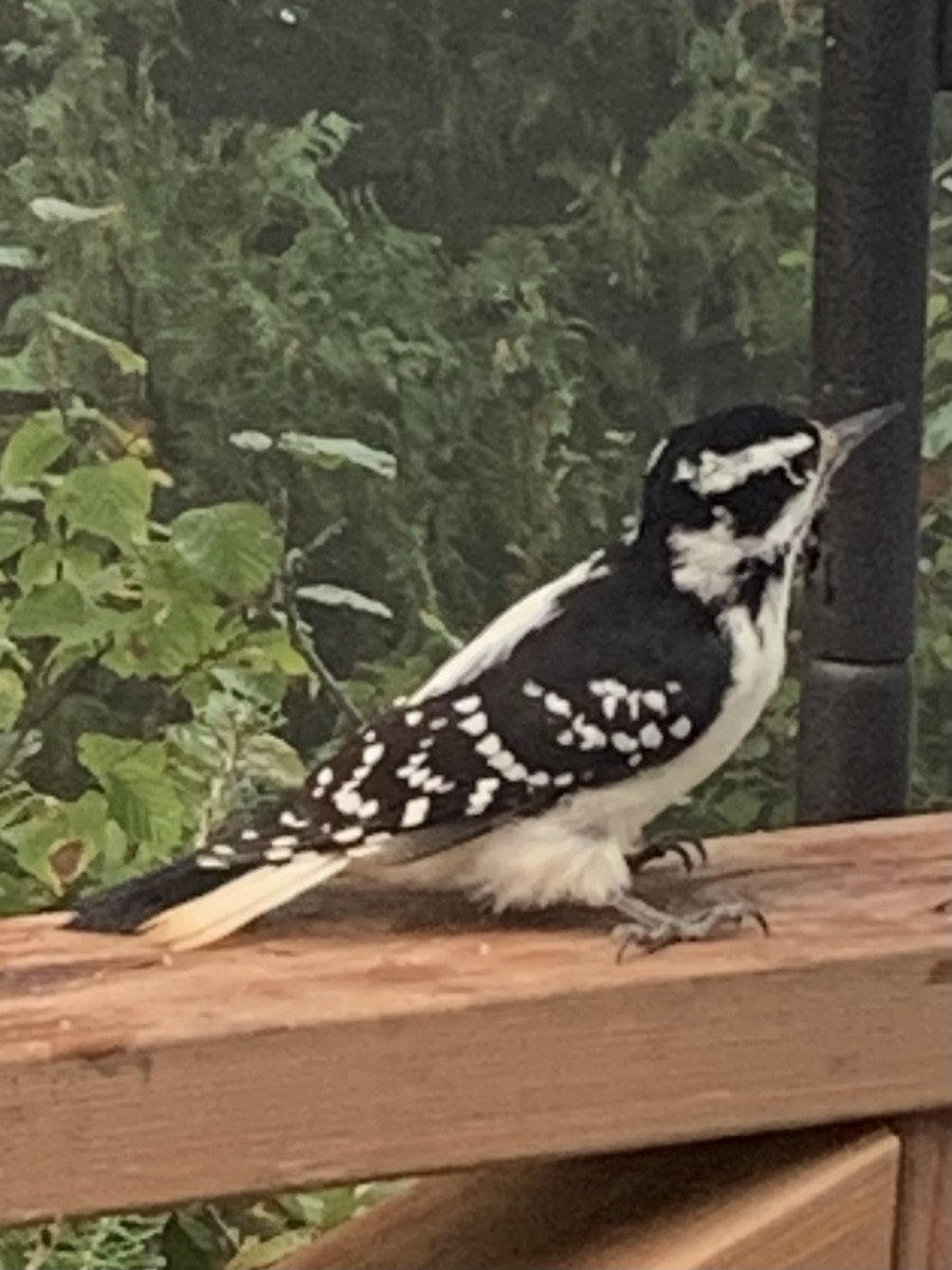 Hairy Woodpecker - ML623907695