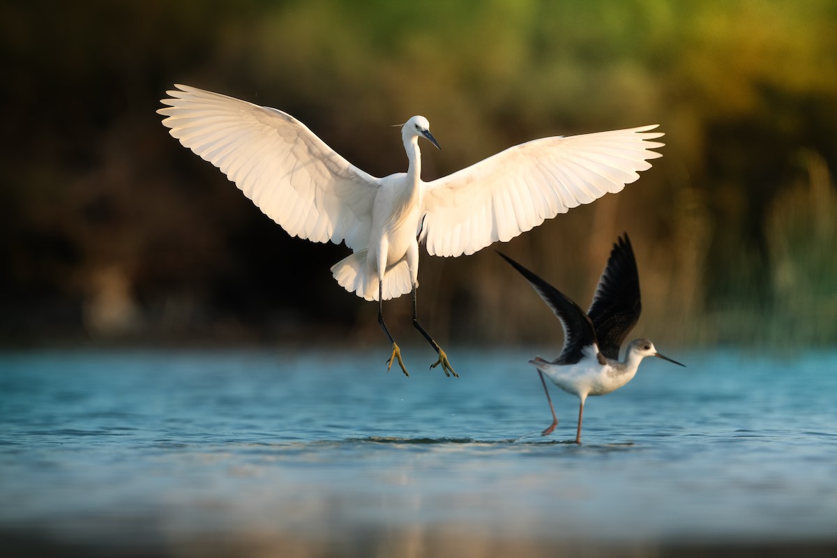 Little Egret - ML623907714