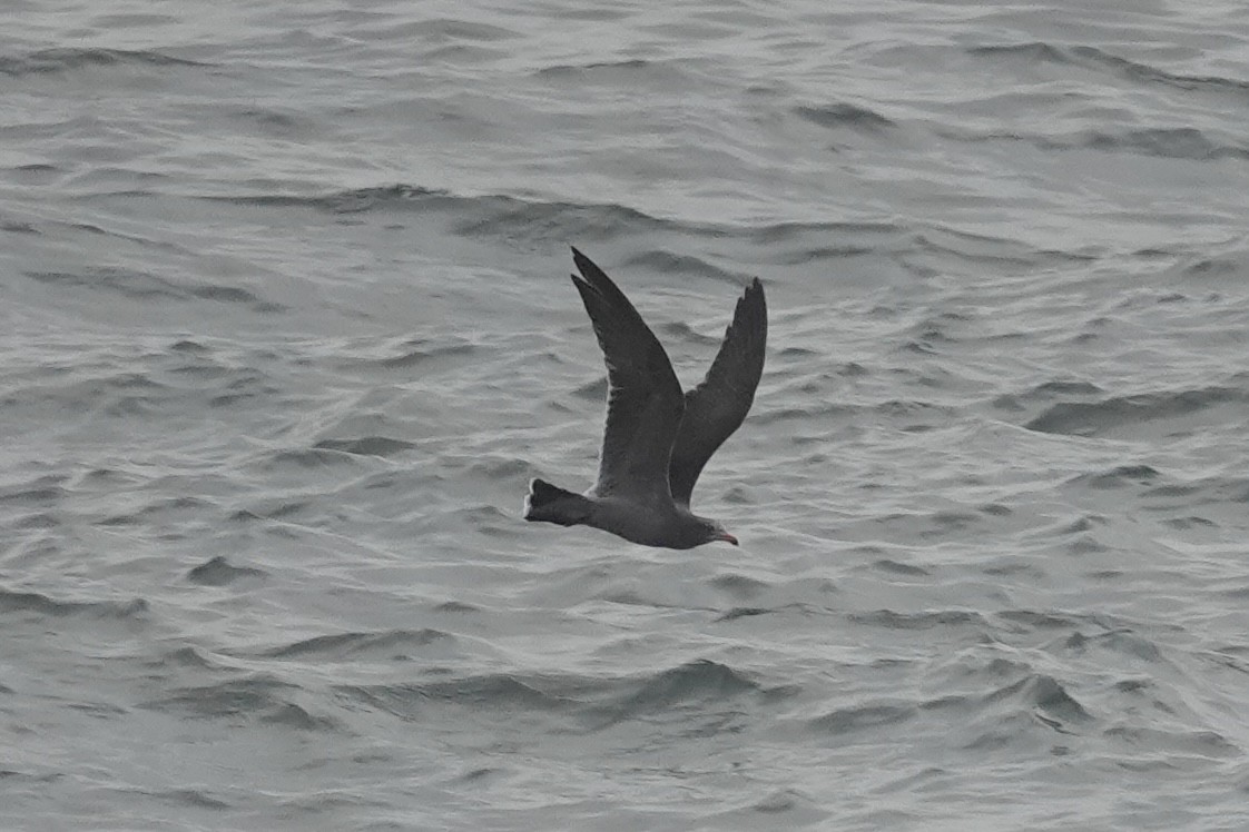 Heermann's Gull - Terri Cuthriell