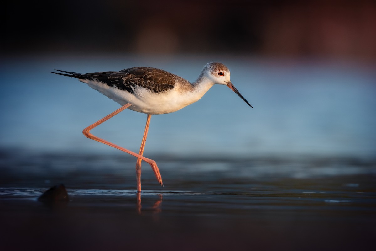 Black-winged Stilt - ML623907728