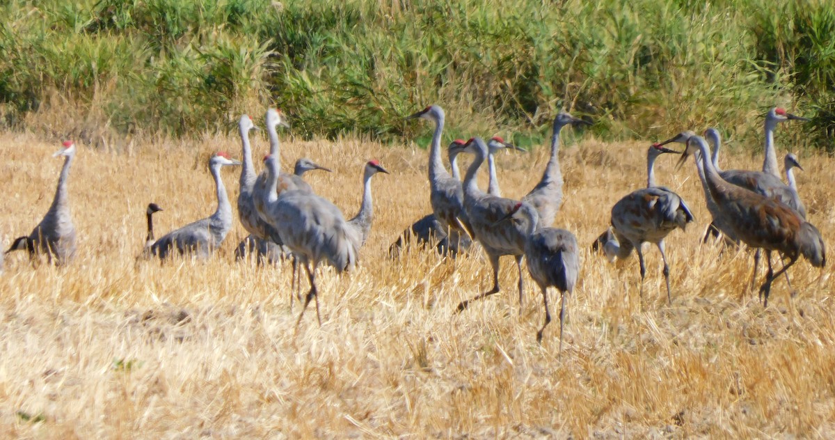 עגור קנדי - ML623907733