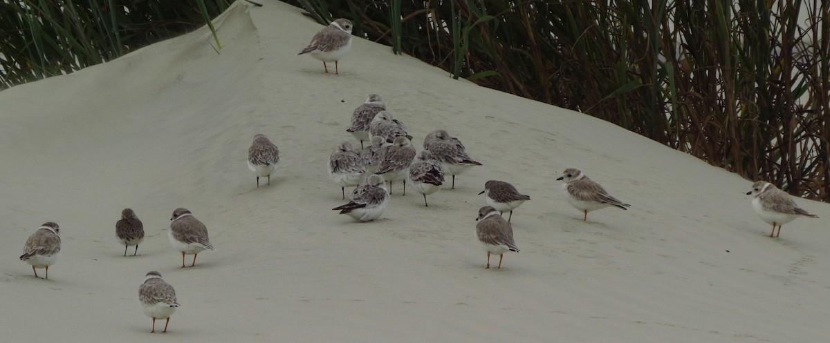 Piping Plover - ML623907741