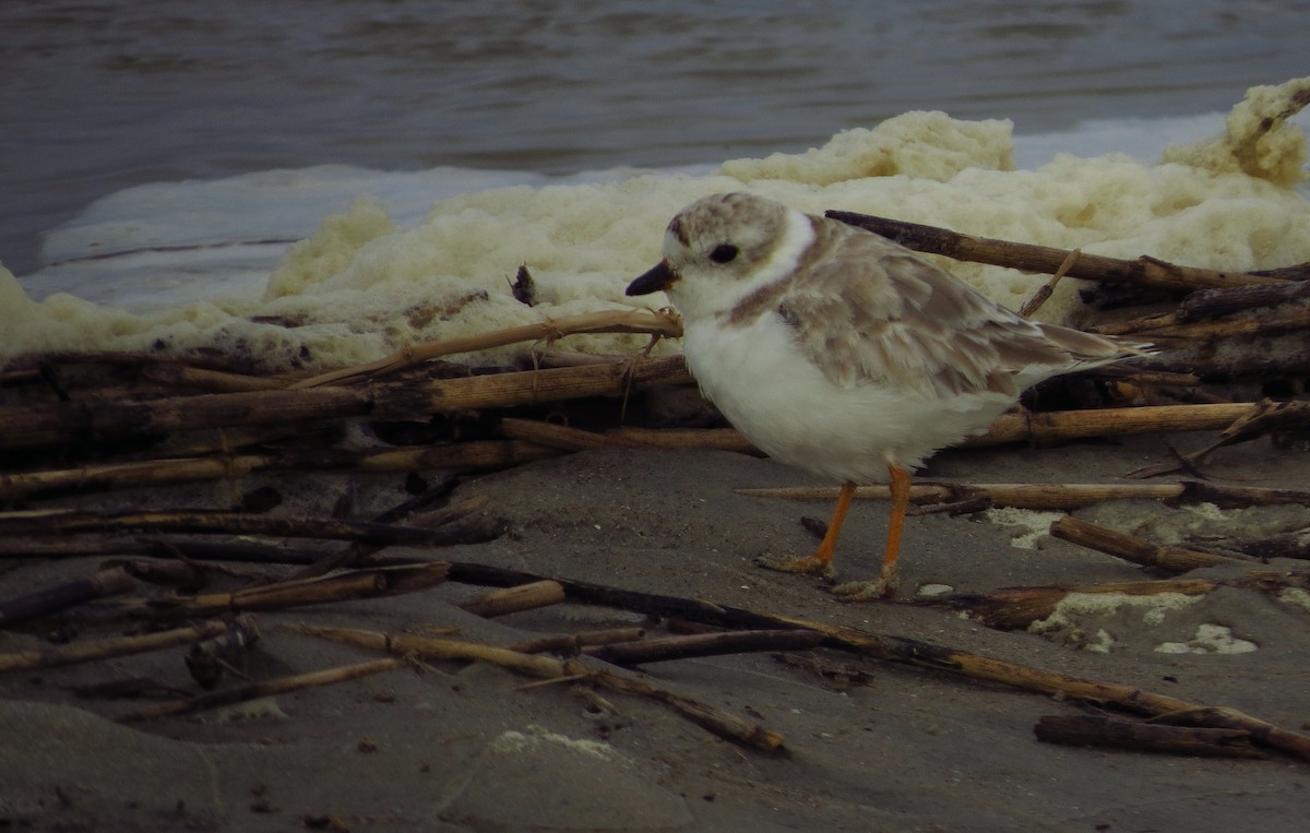 Piping Plover - ML623907742