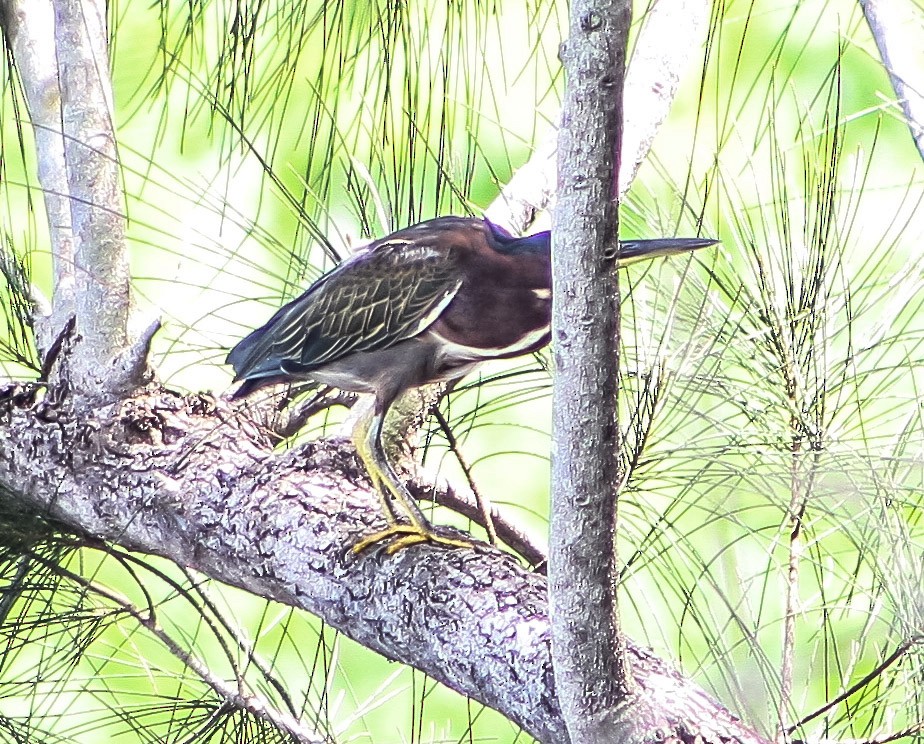 Green Heron - ML623907767