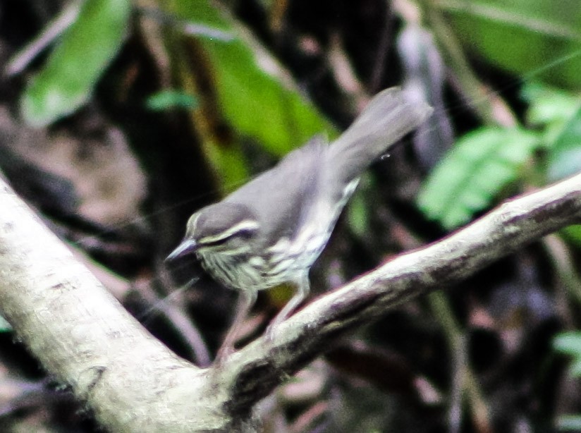 Louisiana Waterthrush - ML623907789