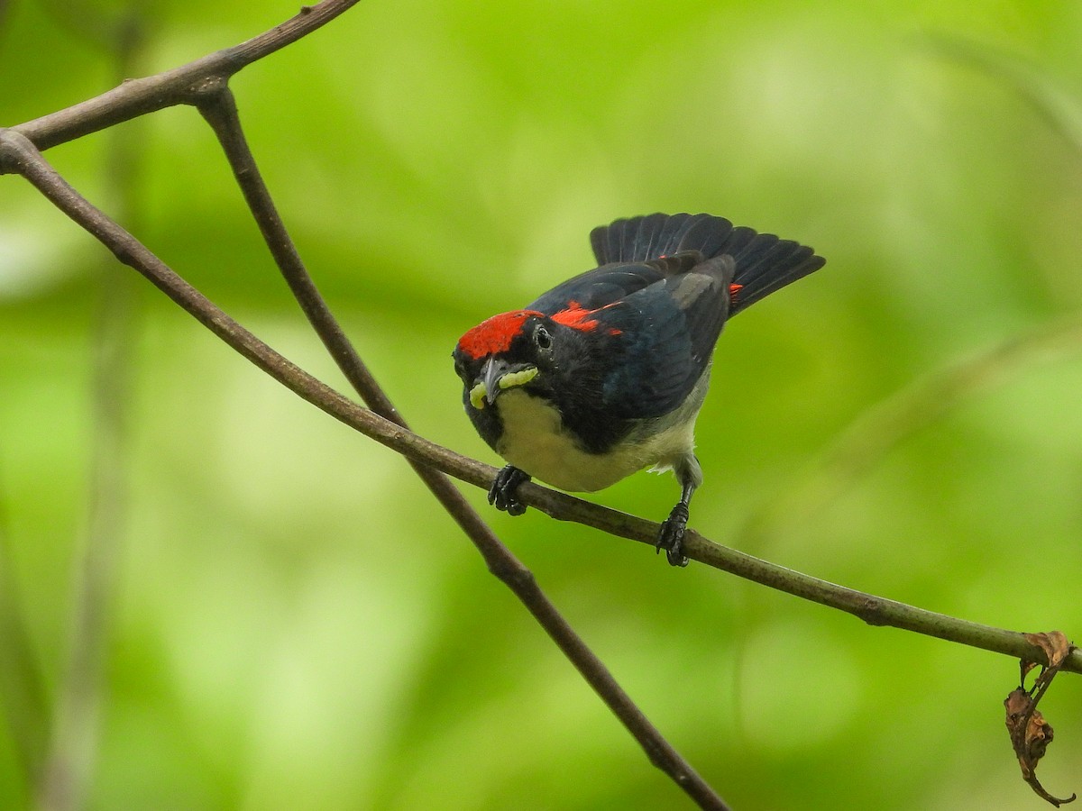 Scarlet-backed Flowerpecker - ML623907792