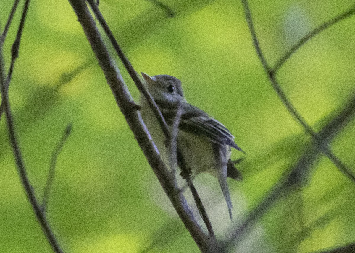 Acadian Flycatcher - Caleb Putnam