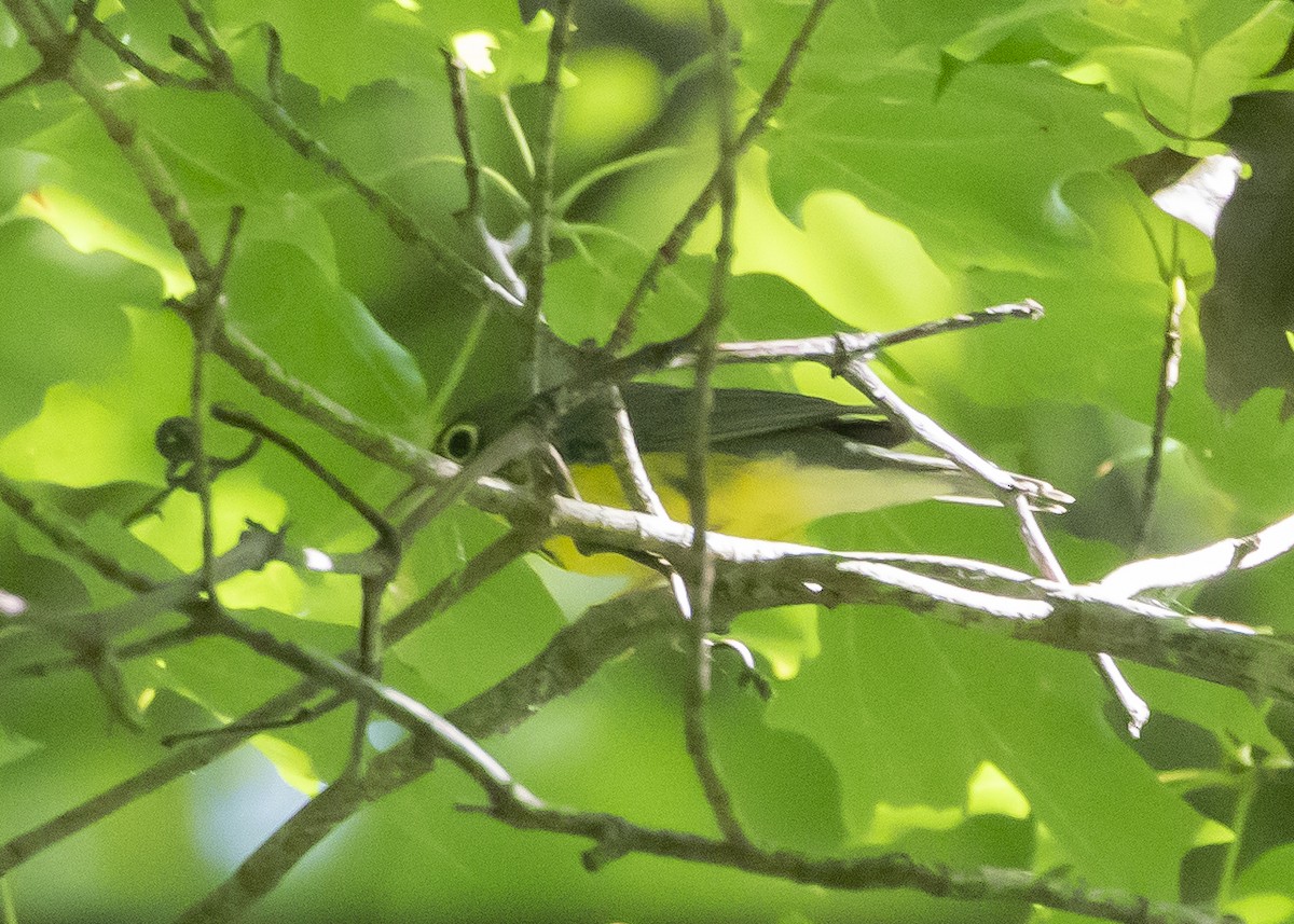 Canada Warbler - ML623907797