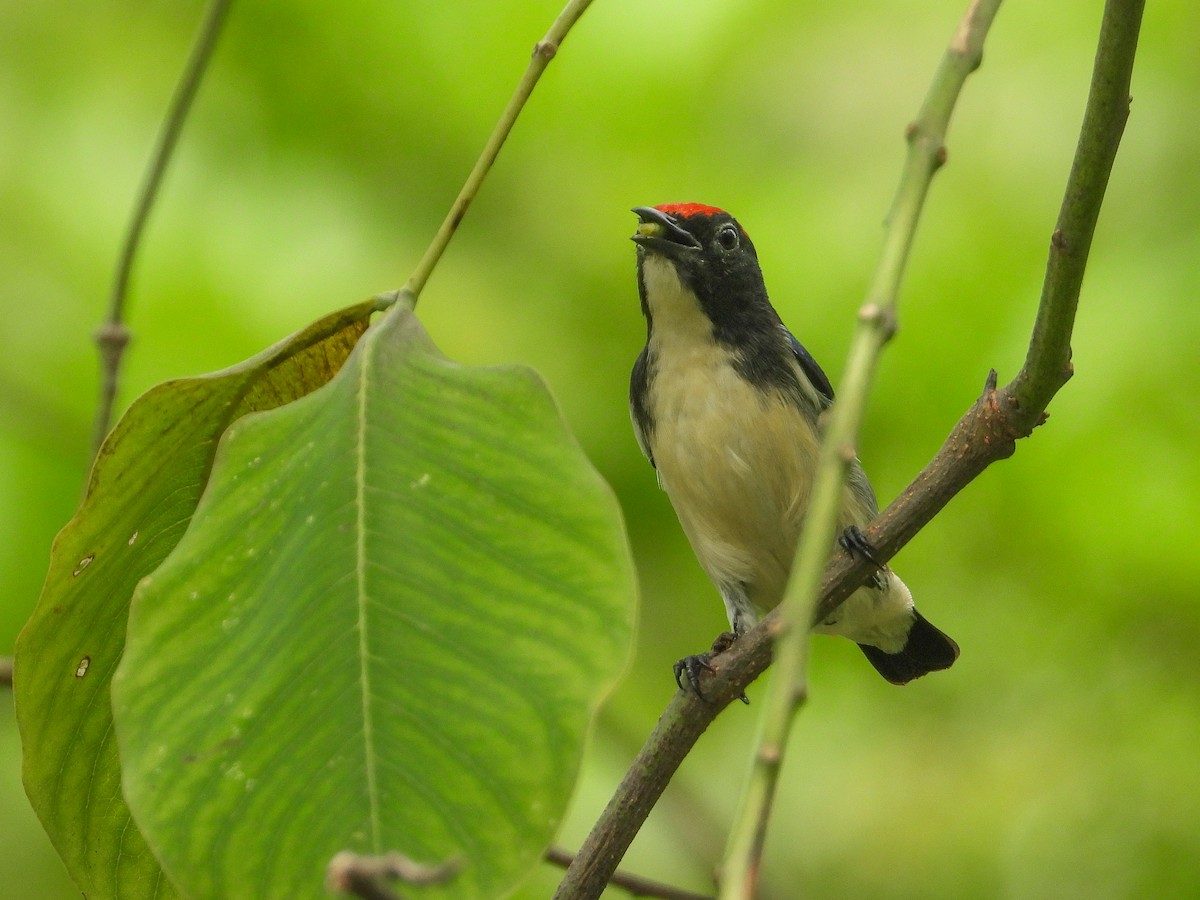 Scarlet-backed Flowerpecker - ML623907799