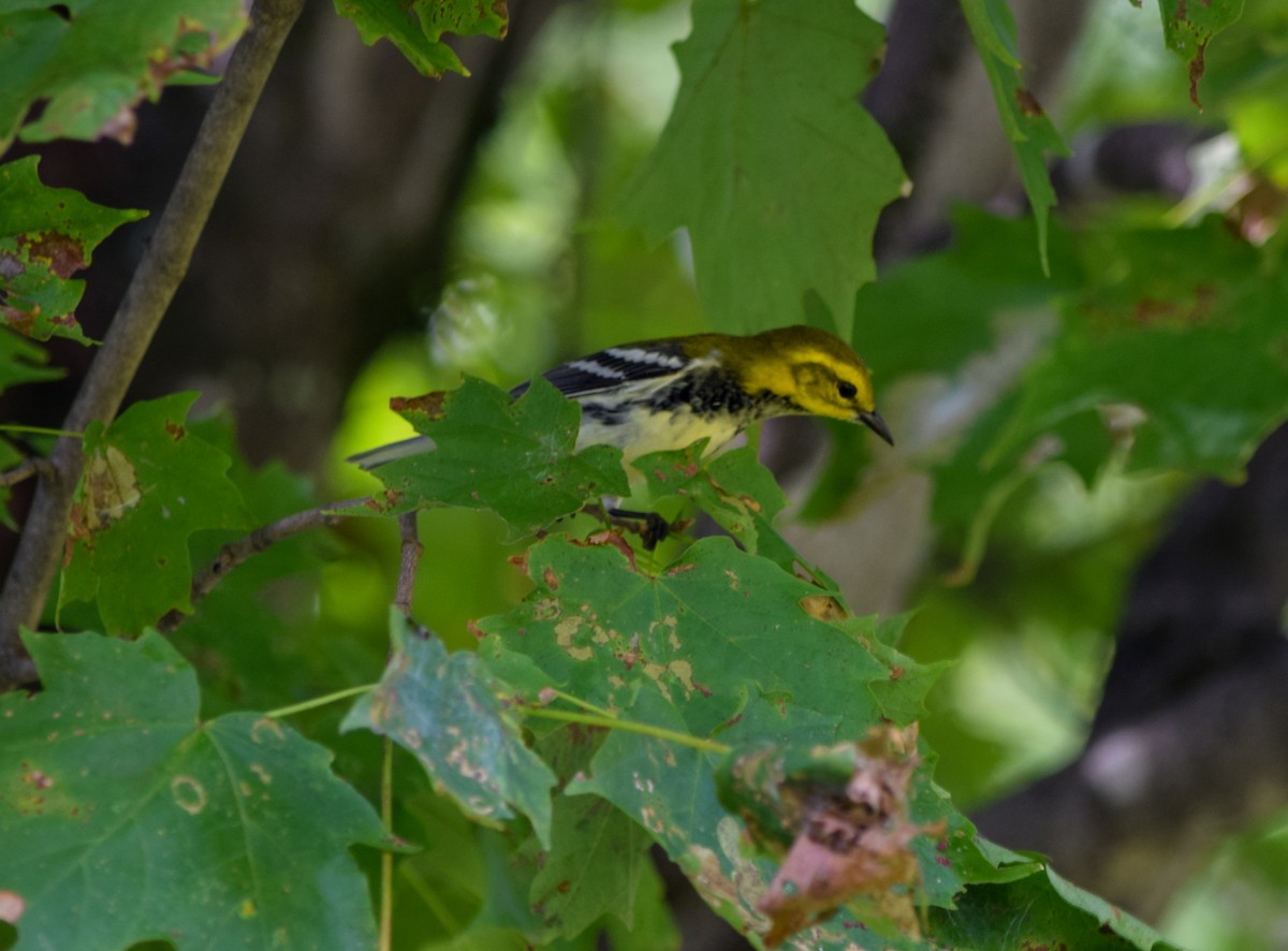 Black-throated Green Warbler - ML623907801