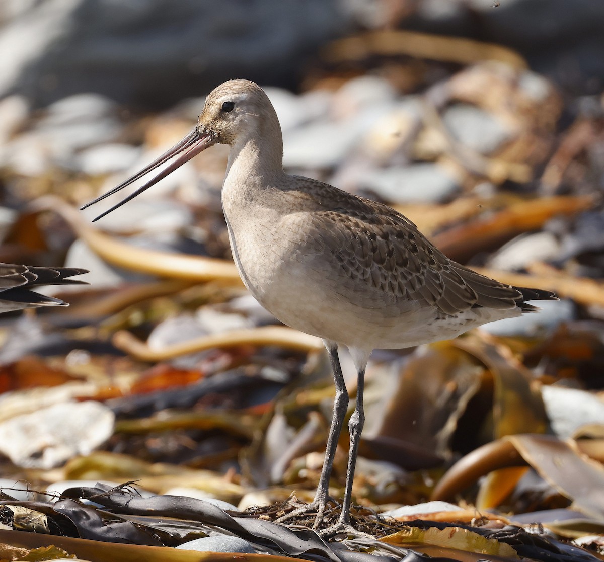 Hudsonian Godwit - ML623907807