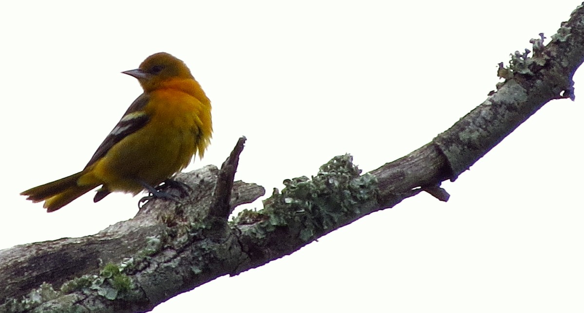 Baltimore Oriole - ML623907808