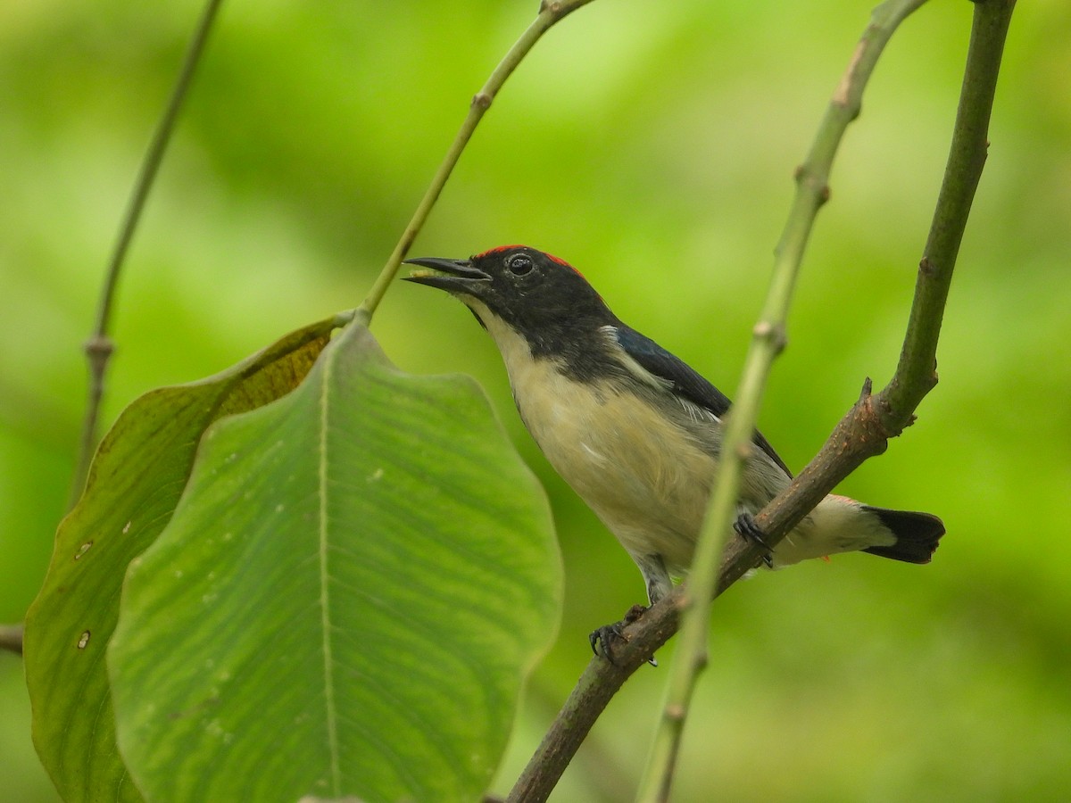 Scarlet-backed Flowerpecker - ML623907810