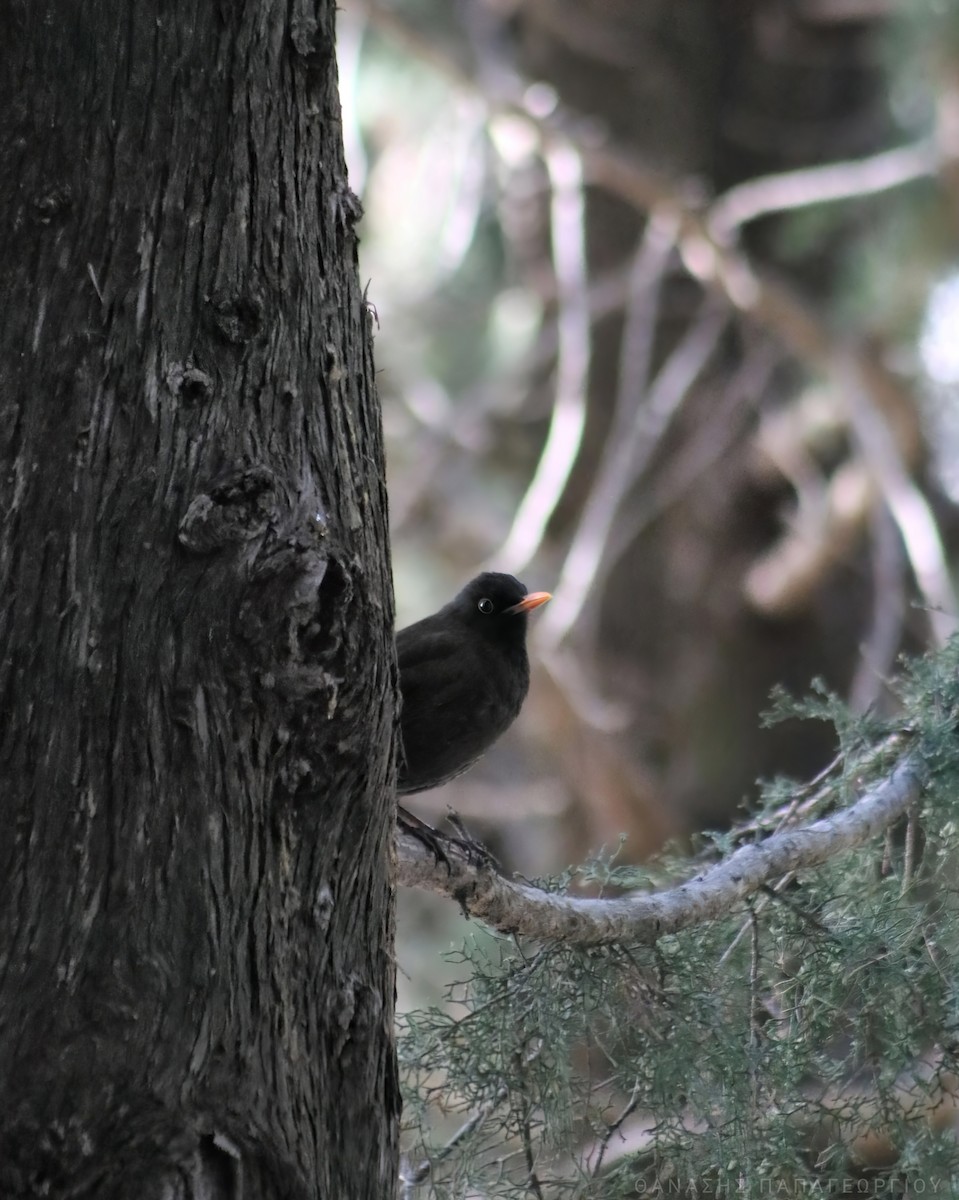 Eurasian Blackbird - ML623907821