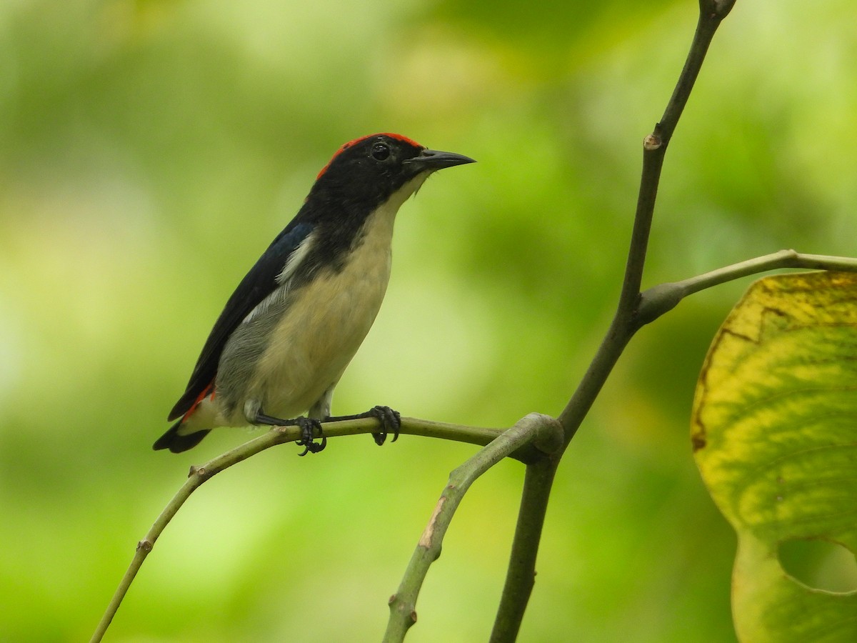 Scarlet-backed Flowerpecker - ML623907827