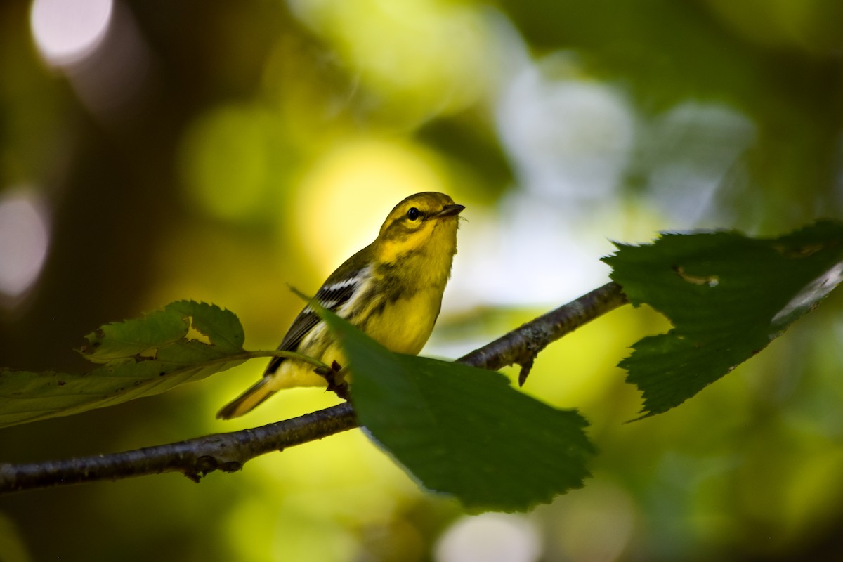 Black-throated Green Warbler - ML623907828