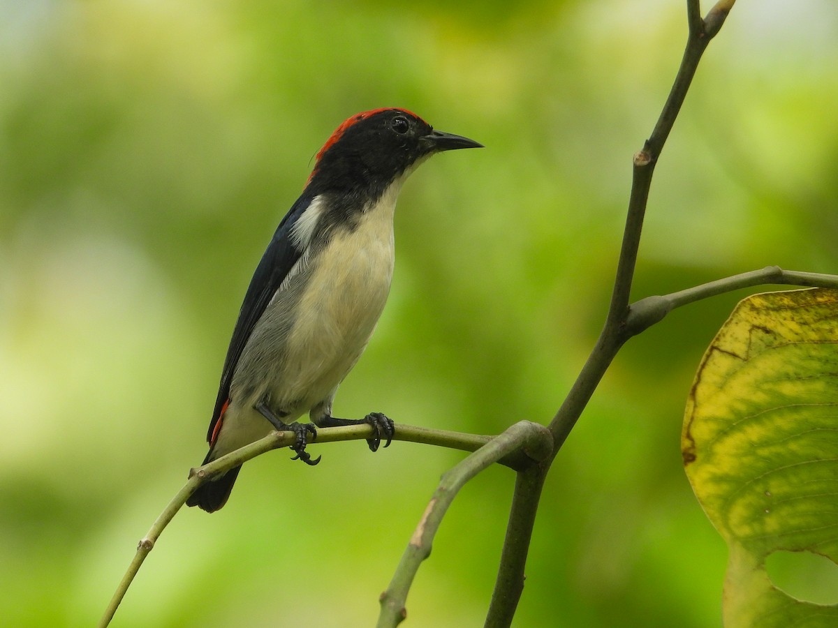 Scarlet-backed Flowerpecker - ML623907832