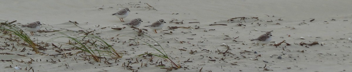 Piping Plover - Tammy Hester