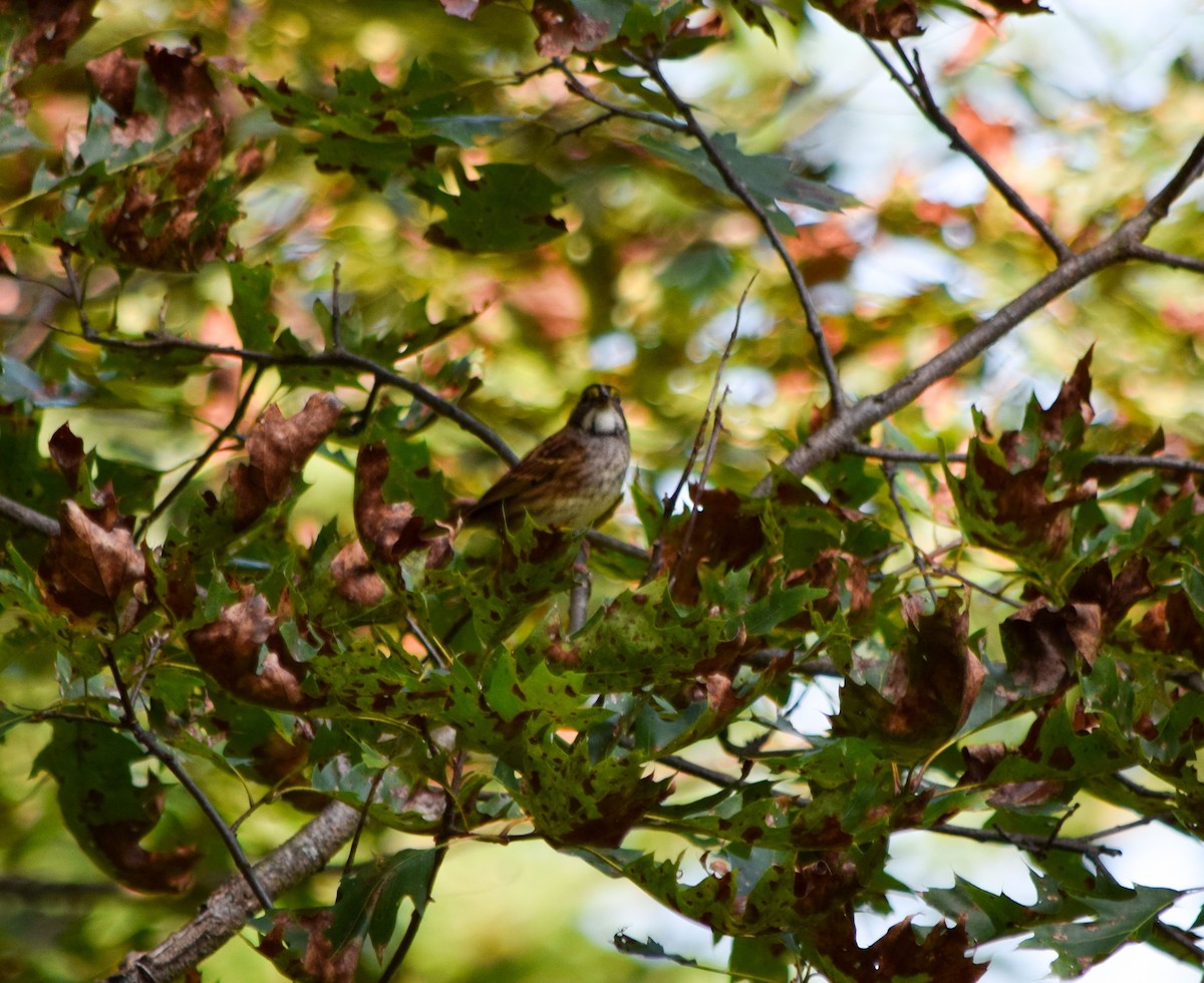 White-throated Sparrow - ML623907848