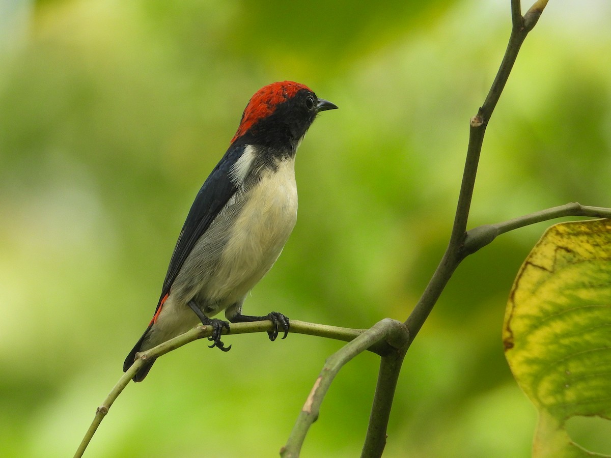 Scarlet-backed Flowerpecker - ML623907853