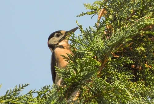 Great Spotted Woodpecker - ML623907861