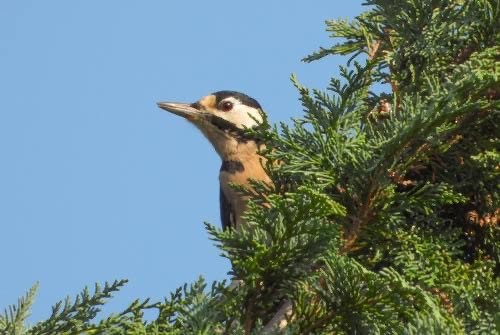 Great Spotted Woodpecker - ML623907862