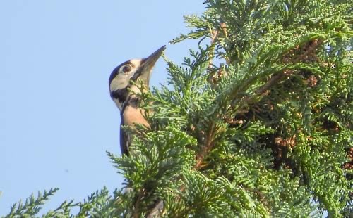 Great Spotted Woodpecker - ML623907863