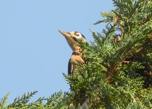 Great Spotted Woodpecker - ML623907864