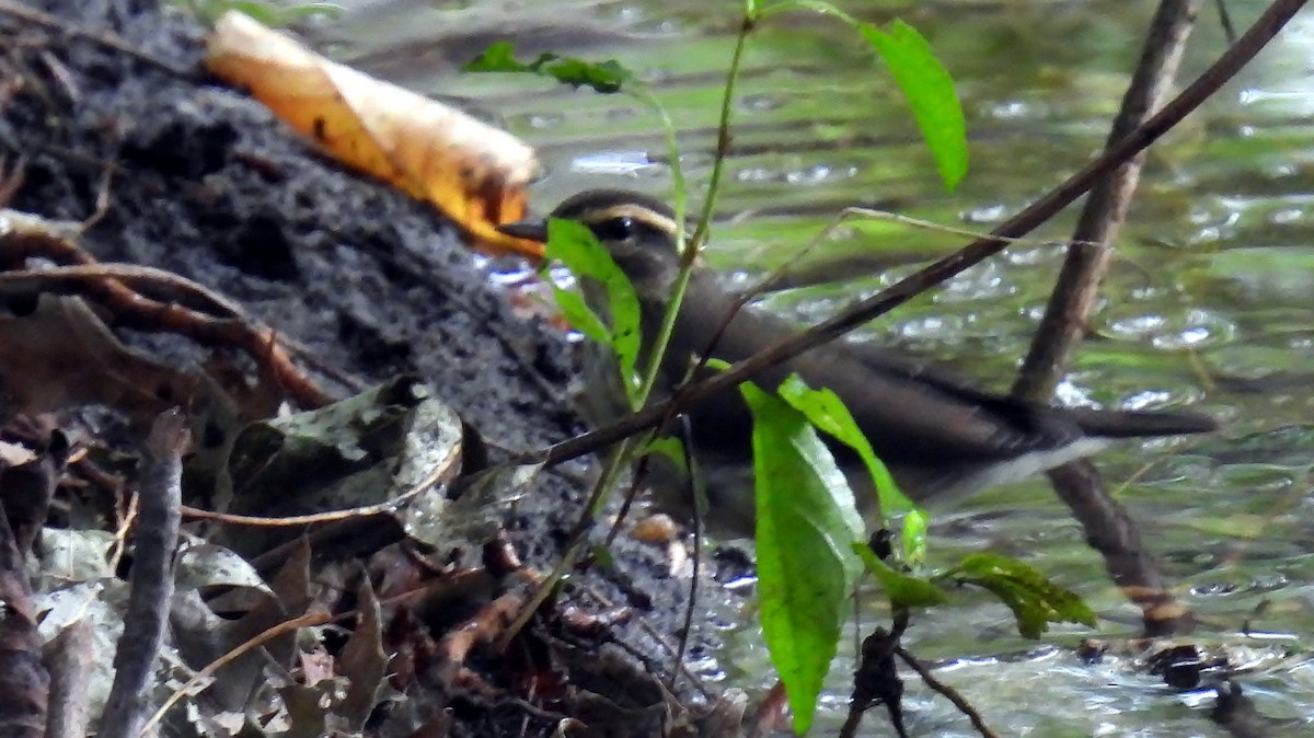 Northern Waterthrush - ML623907868