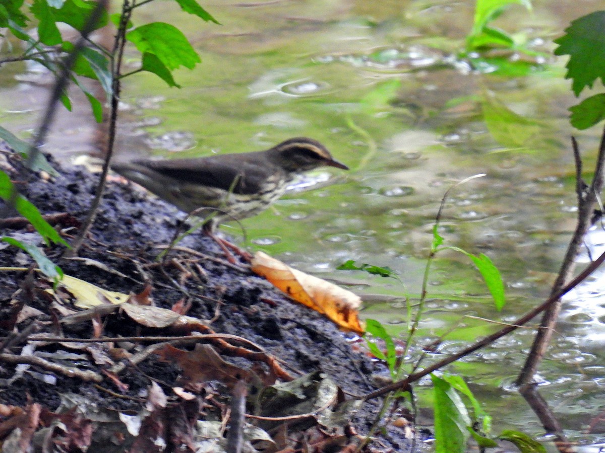 Northern Waterthrush - Douglas Cioffi