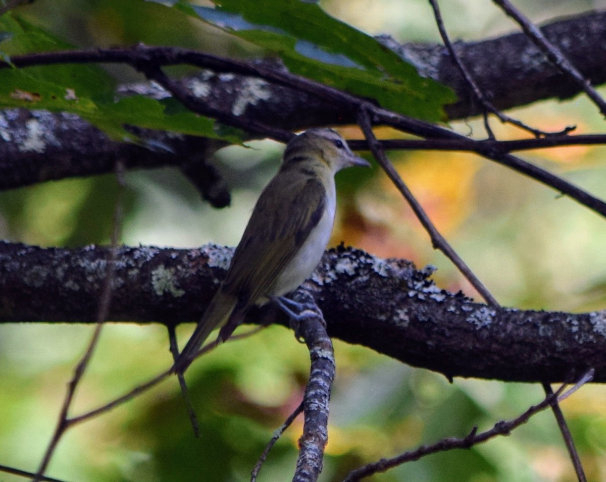 Red-eyed Vireo - ML623907882