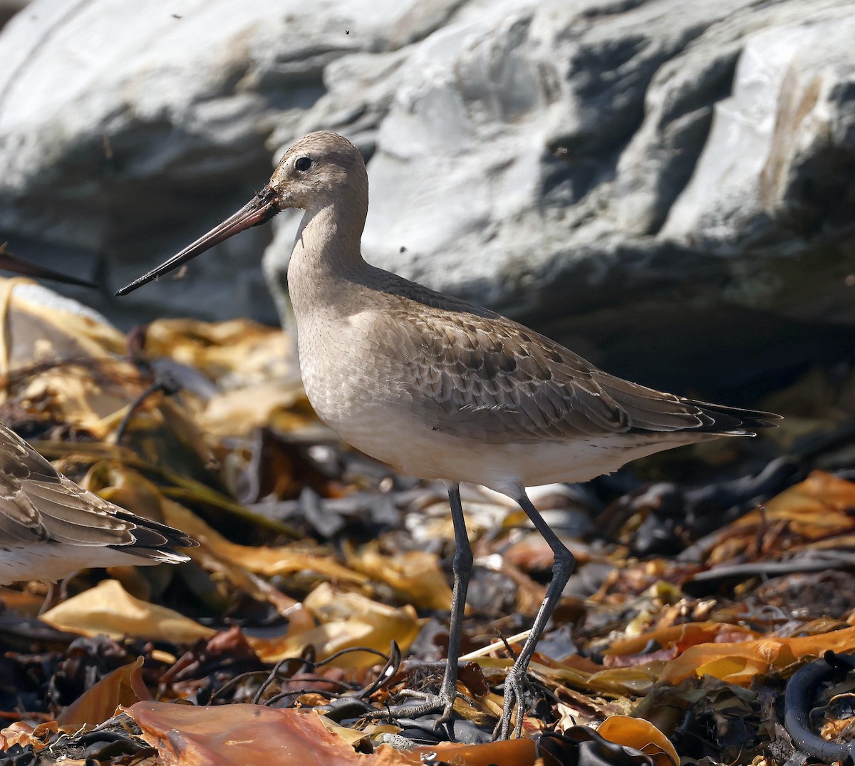 Hudsonian Godwit - ML623907899