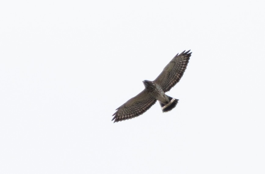 Broad-winged Hawk - ML623907903