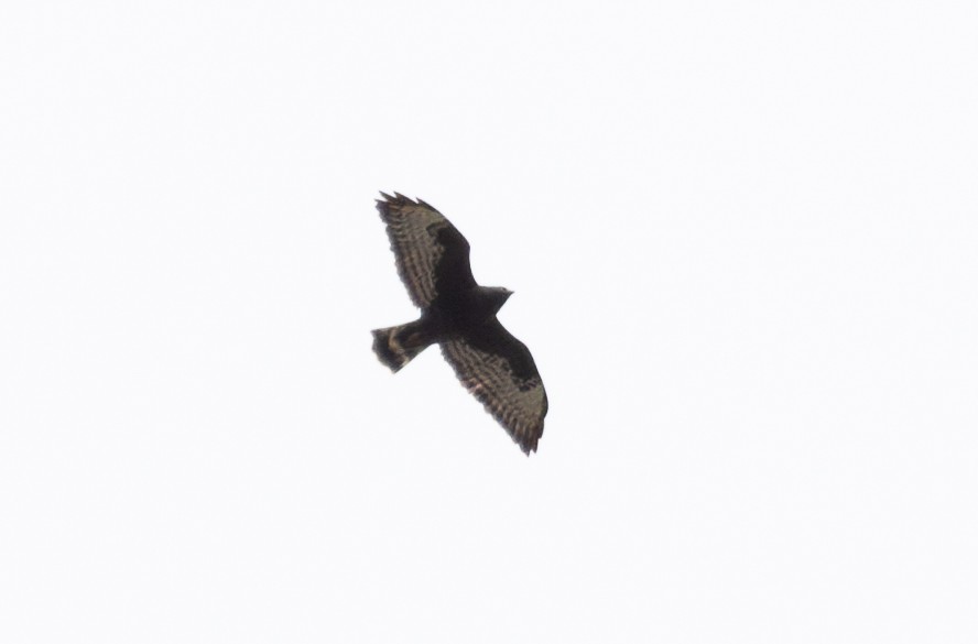 Broad-winged Hawk - ML623907904