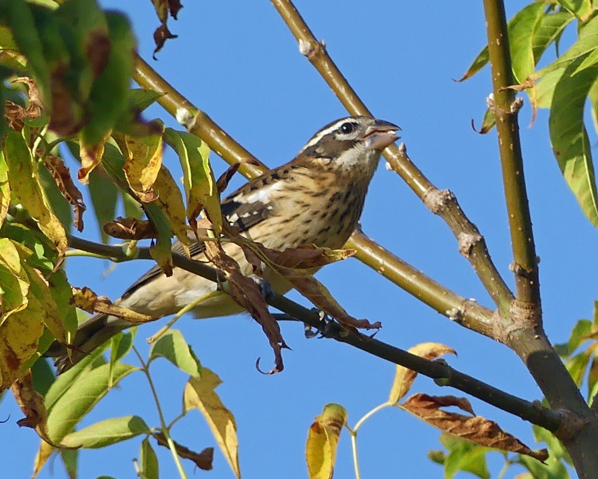 Rose-breasted Grosbeak - ML623907909