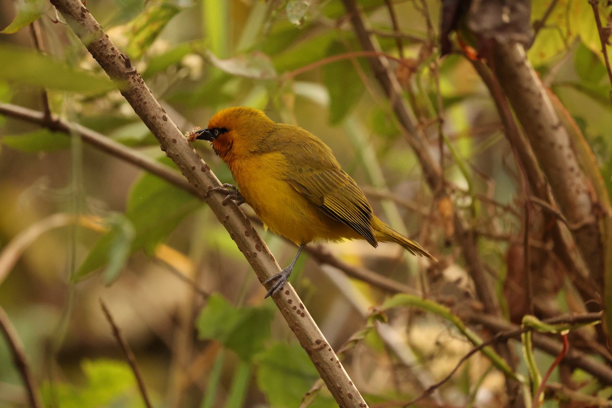 Spectacled Weaver - ML623907915