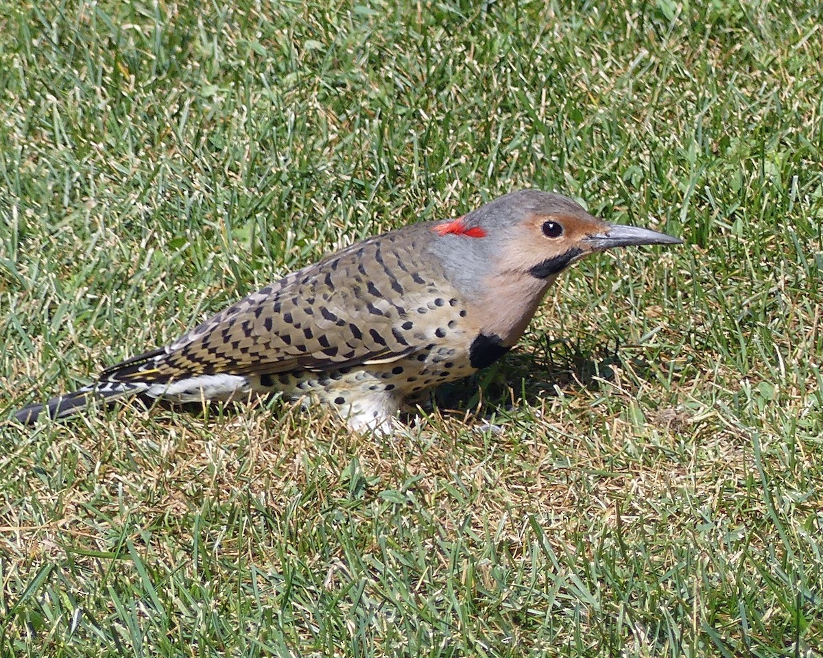 Northern Flicker - ML623907918