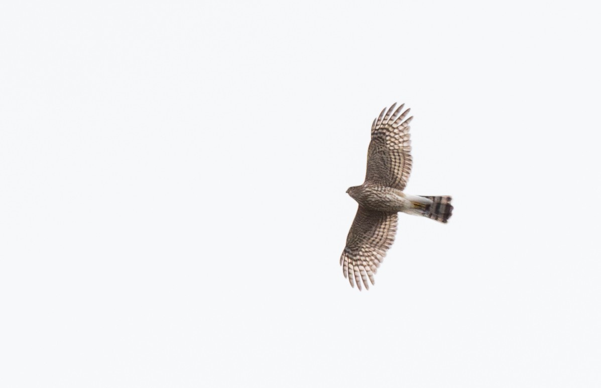 Sharp-shinned Hawk - ML623907939