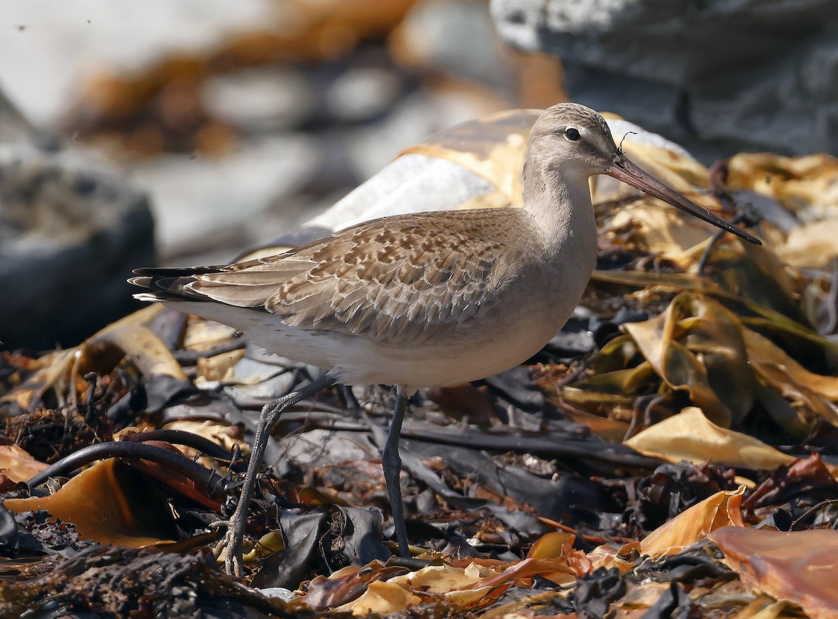 Hudsonian Godwit - ML623907952