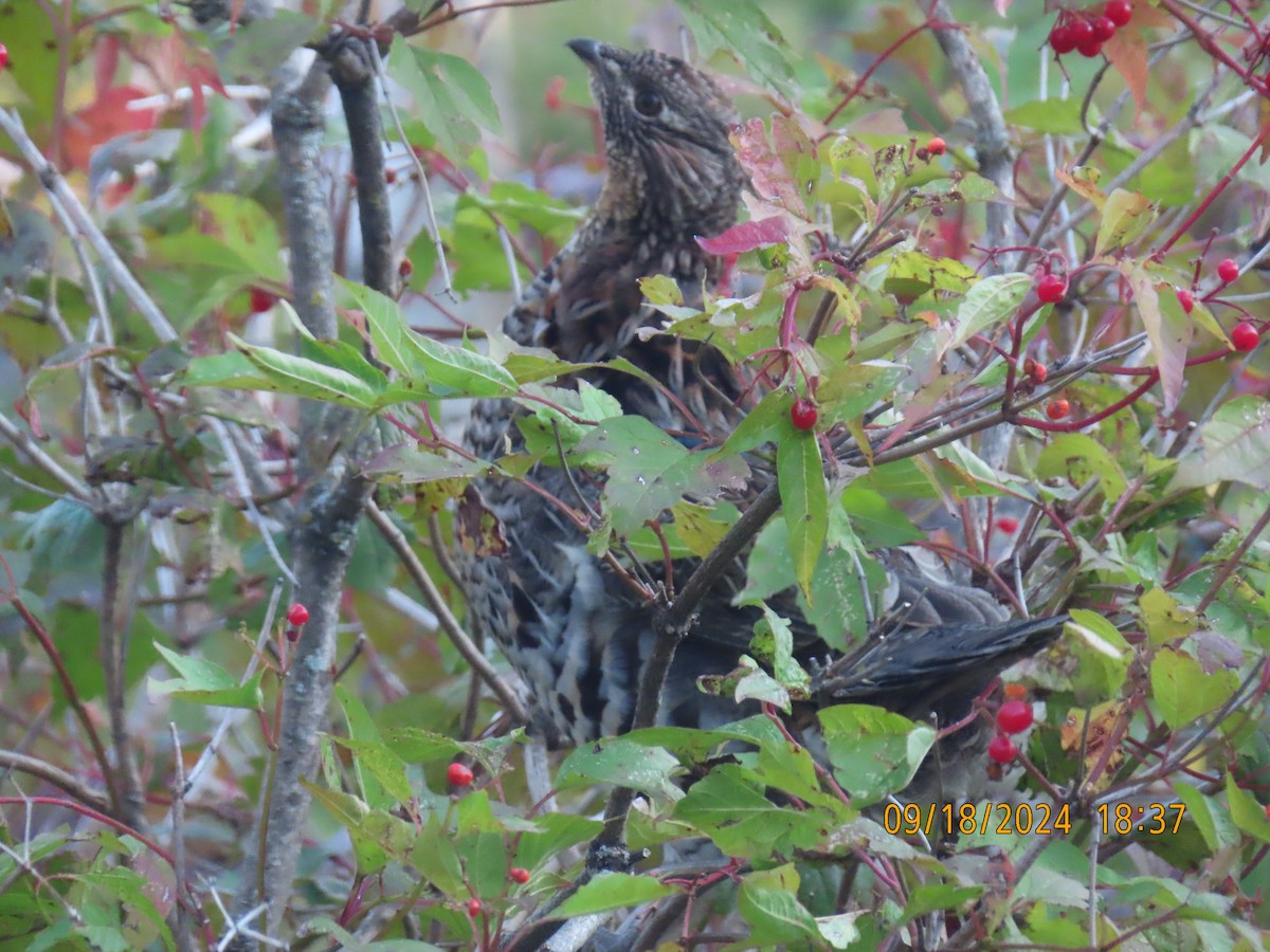 Ruffed Grouse - ML623907955