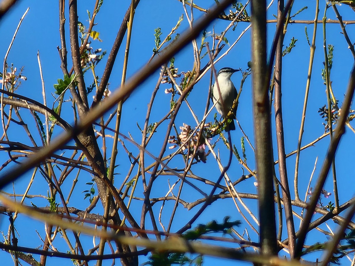 White-shouldered Triller - ML623907961